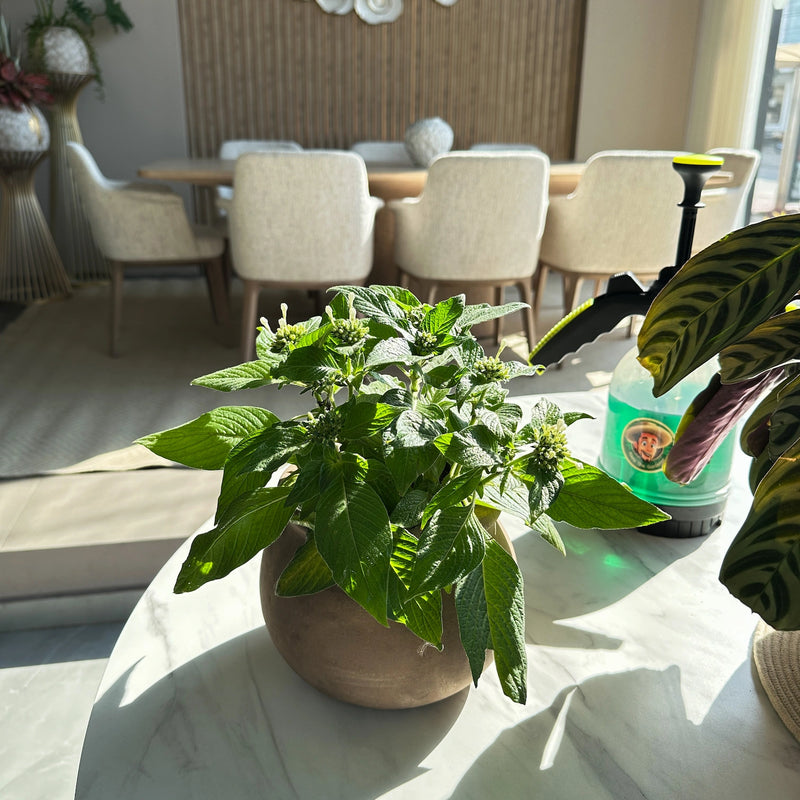 nourish, protect, and empower your plants with plant force+.