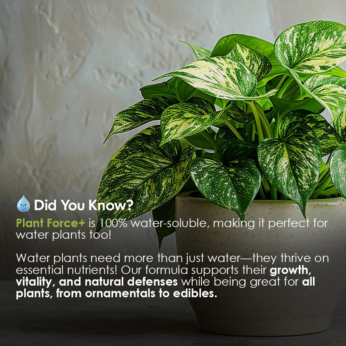 Did You Know? Plant Force+ is 100% water-soluble, perfect for water plants. Water plants need nutrients, and our formula supports their growth, vitality, and natural defenses while being great for all plants, from ornamentals to edibles.