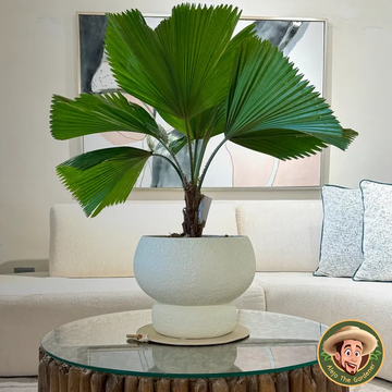 Round Textured Fiberglass Planter - LUNA
