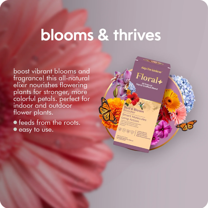 unleash radiant blooms with floral+ by Alejo The Gardener.